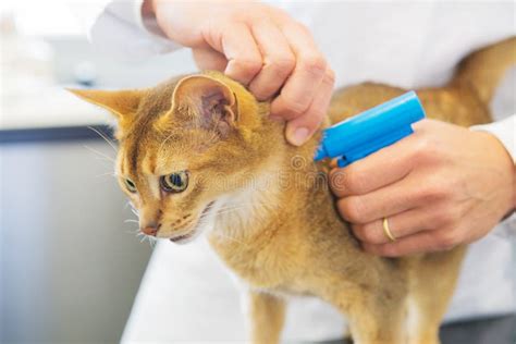 rfid chip for cats cat take me to my cat|microchip cat injection.